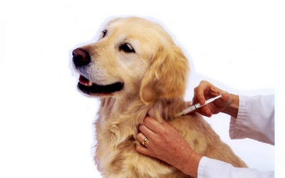 66 người tử vong vì bệnh dại trong năm 2014