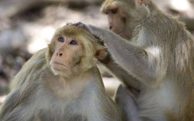 Vi khuẩn chết người thoát khỏi phòng nghiên cứu Mỹ