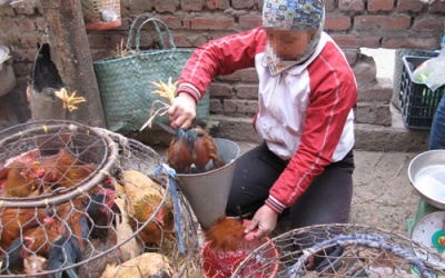 Dịch cúm A/H7N9 vẫn đang gia tăng
