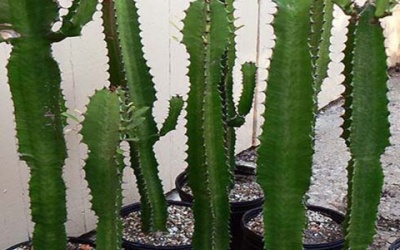 Kiêng trồng cây gì trong vườn nhà?