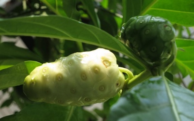 Nước cốt quả nhàu: Vừa giải khát, vừa chữa bệnh