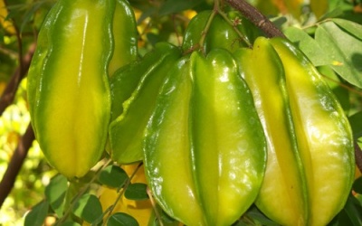 Món ngon, bài thuốc chữa bệnh từ quả khế