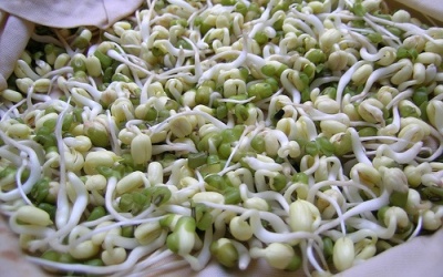 Ăn giá đỗ xanh, chống nhăn da mặt