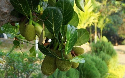 Các món từ mít non giúp sản phụ nhiều sữa