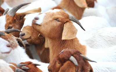 Lợi ích sức khỏe của thịt dê