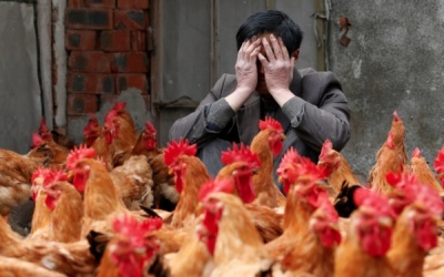 Dịch cúm A/H7N9 tái bùng phát ở Trung Quốc