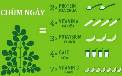 Infographic: Giá trị và công dụng của cây chùm ngây