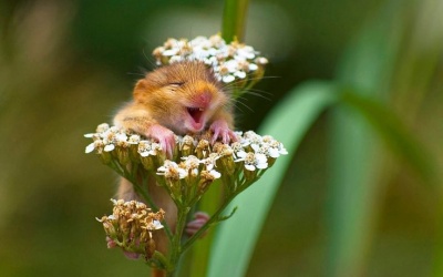 Ngỡ ngàng với loạt ảnh siêu yêu về những chú chuột trong tự nhiên