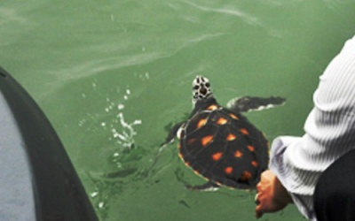 Đồi mồi quý hiếm được thả về biển