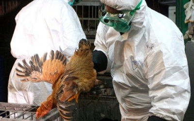 Dịch cúm gia cầm A/H5N6 xuất hiện ở Thanh Hóa