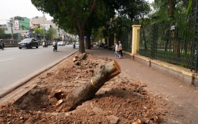 Hà Nội chặt cây rồi mới hỏi ý kiến dân?