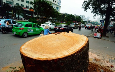 Đình chỉ hàng loạt cán bộ liên quan vụ chặt hạ cây xanh ở Hà Nội
