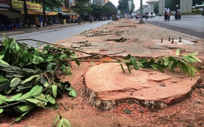 Chặt cây xanh có thể làm cho người dân Hà Nội 'nóng tính' hơn