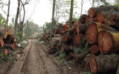 Theo dấu cây xanh vừa bị đốn hạ ở Thủ đô