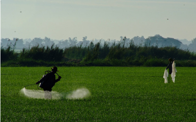 WHO: Thuốc diệt cỏ có thể gây ung thư