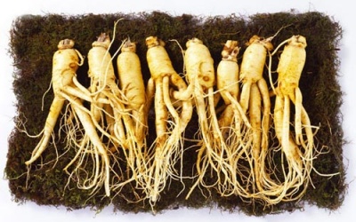 Suýt chết vì uống thuốc bổ có nhân sâm