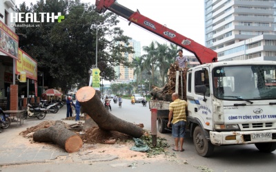 Sở Xây dựng lúng túng khi trả lời các câu hỏi về chặt cây xanh