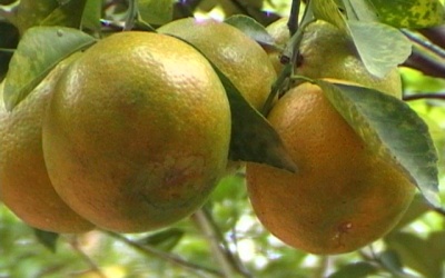 Cách chọn cam ngon 'chuẩn xịn'