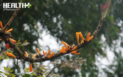 Mùa Đại Khải bung nở 