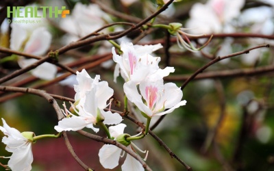 Chút Ban này còn lại... 