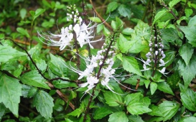 Thuốc Nam làm bệnh thận nặng hơn đúng hay sai?