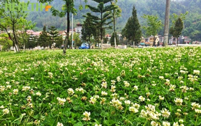 Cỏ 3 lá – may mắn và… giàu đạm