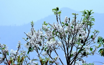 Tháng 4 - Ngắm sắc hoa trắng tinh khôi trên đỉnh Ô Quy Hồ