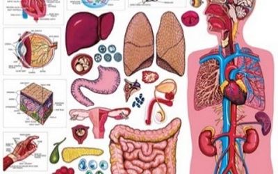 Những phát hiện 'gây sốc' về cơ thể