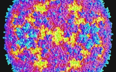 Virus đột biến gây bệnh giống bại liệt