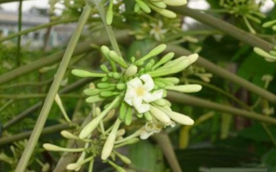 Bài thuốc hay phòng, trị bệnh ho gà