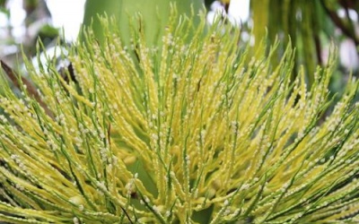 Công dụng chữa bệnh không ngờ của cau