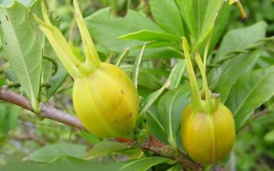 Sơn chi tử giải độc, lợi tiểu