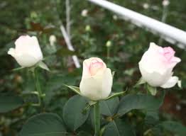 Chữa ho, táo bón từ hoa hồng