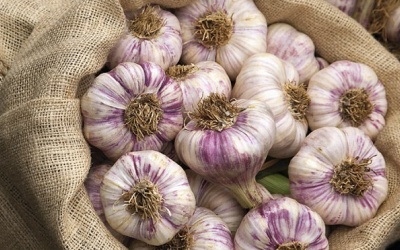 Tỏi có tác dụng tốt với bệnh nhân Alzheimer và Parkinson