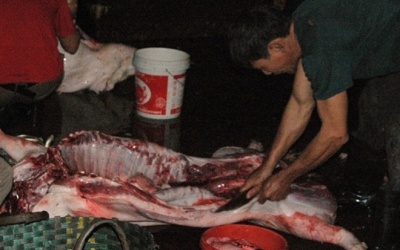 Lào Cai: Ăn thịt lợn chết, 3 người nhập viện