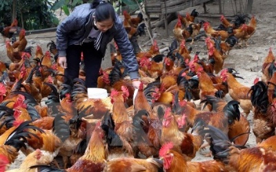 Nghệ An khẳng định không có bệnh nhân nhiễm cúm A/H5N6