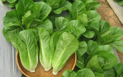 ​Nhiều nông sản bẩn “đội lốt” an toàn