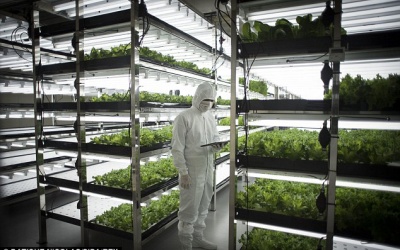 Thăm nông trại rau sạch thương hiệu điện tử Toshiba