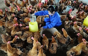 Virus cúm từ gia cầm có nguy cơ lây sang người là rất lớn