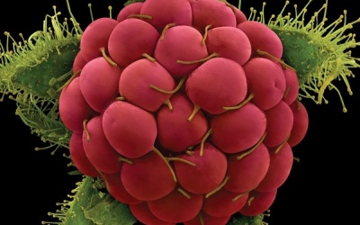 'Soi' rau củ qua kính hiển vi