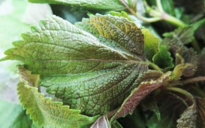 Lợi ích tuyệt vời của lá tía tô