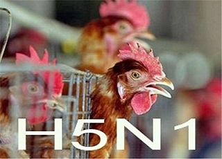 Cảnh báo dịch cúm A (H5N1) từ gia cầm lây sang người