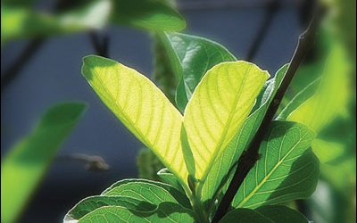 Miệng thơm tho nhờ lá ổi xanh