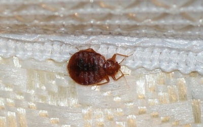 10 'tử thần' trên giường ngủ của bạn (P2)