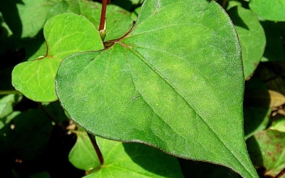 Những loại rau là thuốc kháng sinh tự nhiên