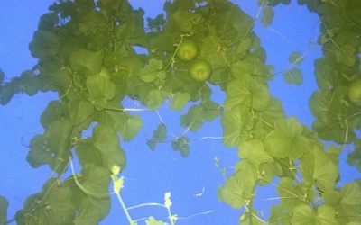 Cách trồng dưa lê cực sai quả ở ban công nhà phố