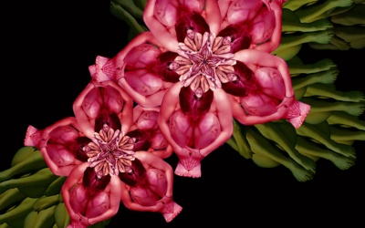 Tuyệt tác từ những bông hoa... khỏa thân