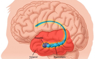 Viêm màng não do não mô cầu có thể tử vong trong 24 giờ