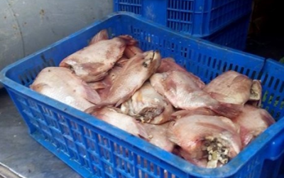 Phạt hơn 82 triệu đồng công ty chuyên nấu ăn cho học sinh