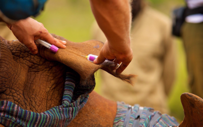 Sừng tê giác được tiêm thuốc độc để chống săn bắt trộm